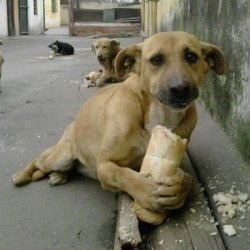 images (8).jpeg